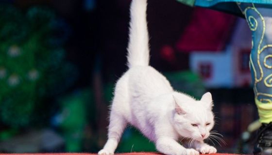 Театр кошек Куклачёва. Коты спасают мир