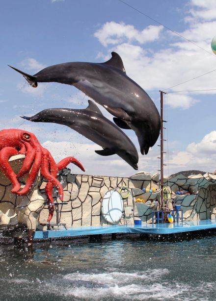 Шоу с участием морских млекопитающих